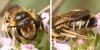 Andrena flavilabris